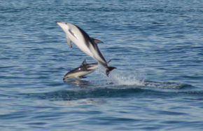 Flip dauphins Dusky baie Kaikoura